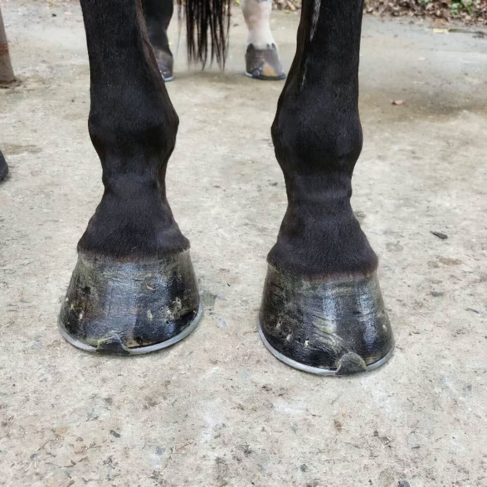Horse Hoof Cleaning Brush Kit  - Grooming Kit review and price